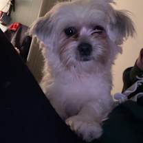 Thumbnail photo of Dreidel #3