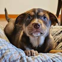 Thumbnail photo of French Toast #1