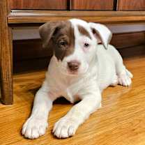 Thumbnail photo of Yogurt #1