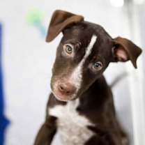 Thumbnail photo of Guinea #2