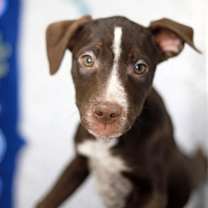 Thumbnail photo of Guinea #3