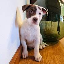 Thumbnail photo of Yogurt #3