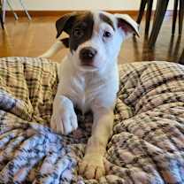 Thumbnail photo of Yogurt #4