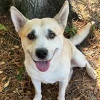 Thumbnail photo of Silas #4