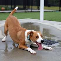 Thumbnail photo of Alexa #3