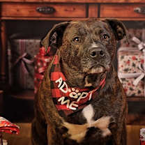 Thumbnail photo of Chaka Khan #3