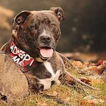 Thumbnail photo of Chaka Khan #4