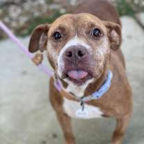 Thumbnail photo of Cinnamon #3