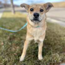 Thumbnail photo of Teddie #1