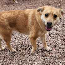 Thumbnail photo of Teddie #2