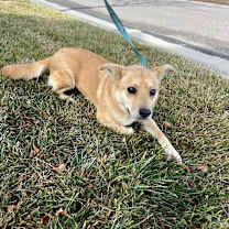 Thumbnail photo of Teddie #3