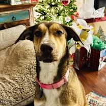 Thumbnail photo of Rudy Gobert #1