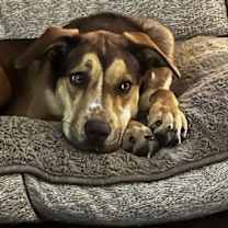 Thumbnail photo of Rudy Gobert #2