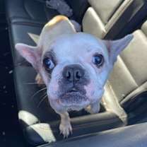 Thumbnail photo of Kimchi - Adopted #3