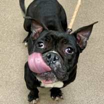 Thumbnail photo of Mallory- ADOPTED! #1