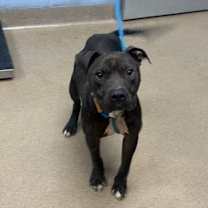 Thumbnail photo of Kiwano #1