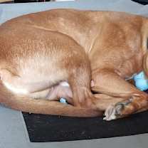 Thumbnail photo of Bo #1