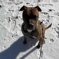 Thumbnail photo of Bo #2