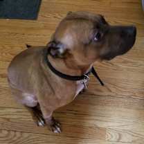 Thumbnail photo of Bo #3