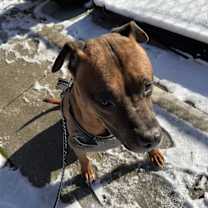 Thumbnail photo of Bo #4