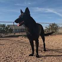 Thumbnail photo of Valkarie #3