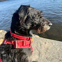 Thumbnail photo of Wilfred/Wilfy #4