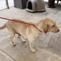 Thumbnail photo of Shannon #3