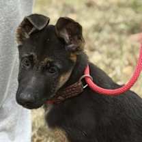 Thumbnail photo of Cheyenne #4