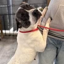 Thumbnail photo of Lele #2