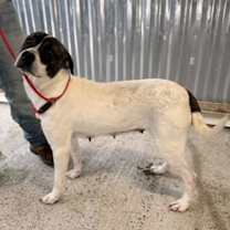 Thumbnail photo of Lele #4