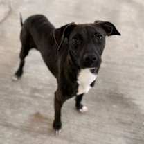 Thumbnail photo of Pico #2