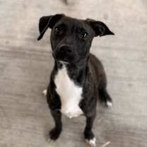 Thumbnail photo of Pico #3