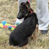 Thumbnail photo of Cheyenne #3