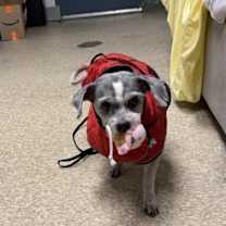 Thumbnail photo of Snow Miser #2