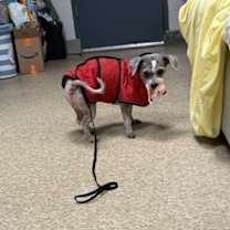 Thumbnail photo of Snow Miser #3