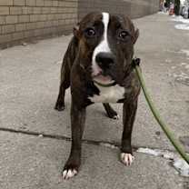 Thumbnail photo of Curly #3