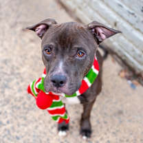 Thumbnail photo of Hercules #1