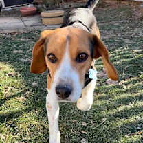 Thumbnail photo of Kooper #1