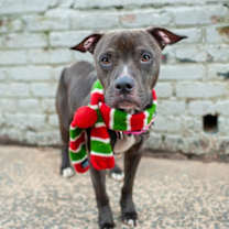 Thumbnail photo of Hercules #3