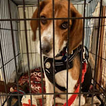 Thumbnail photo of Kooper #4