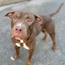 Thumbnail photo of Hoss #4