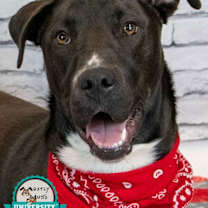 Thumbnail photo of Joey #1