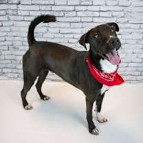 Thumbnail photo of Joey #4