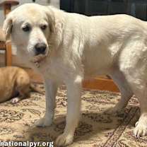 Thumbnail photo of Coyote in SC - Laid-back, Sweet Gentleman! #3