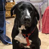 Thumbnail photo of Showgirl #4