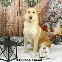 Thumbnail photo of Tinsel #1