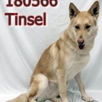 Thumbnail photo of Tinsel #2