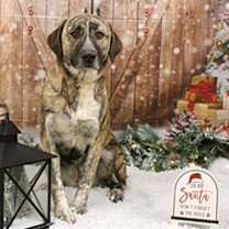 Thumbnail photo of Jovie #1