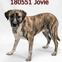 Thumbnail photo of Jovie #2
