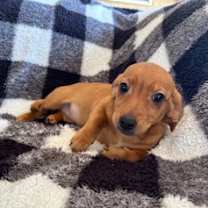 Thumbnail photo of Vespa #1